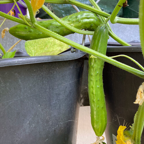 Young cucumbers hanging from vines over black planters outdoors