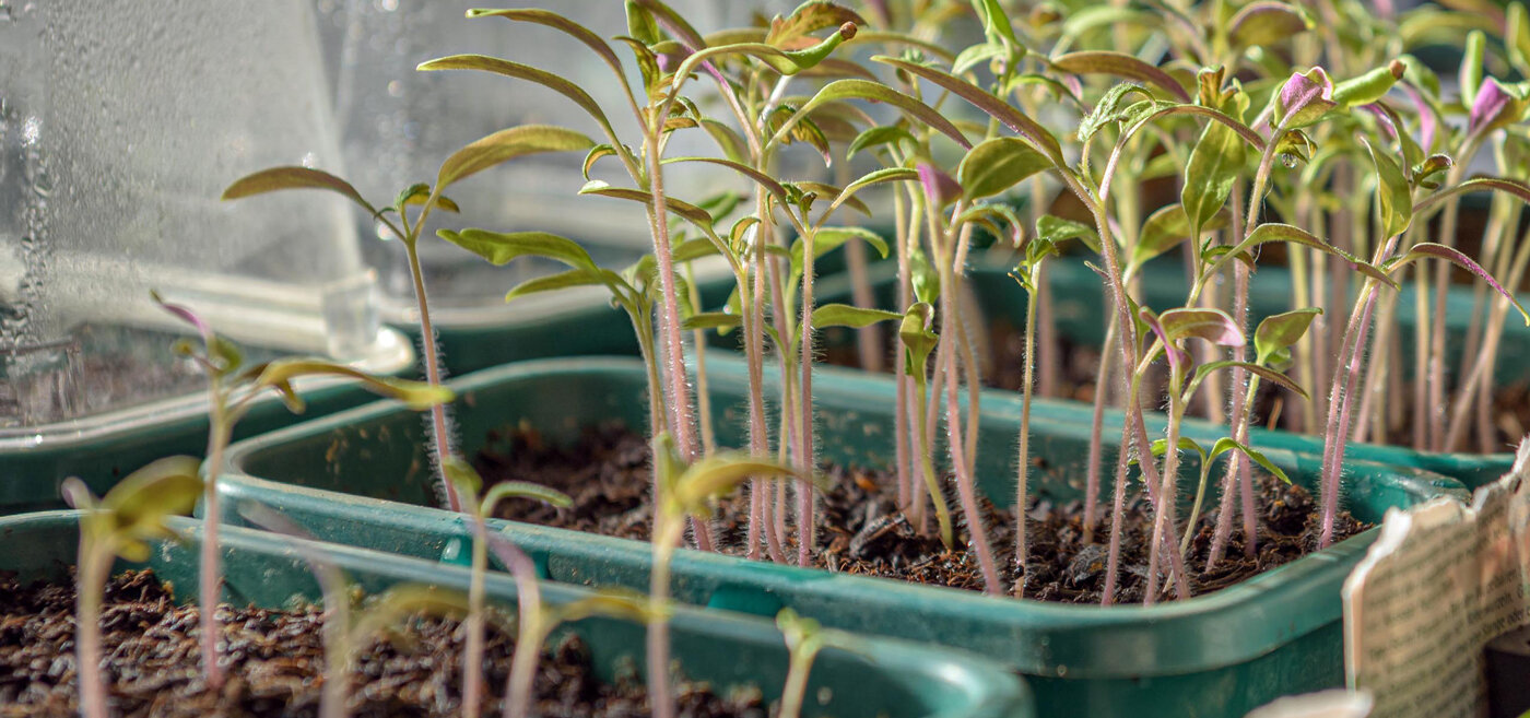 Tomato seedlings in a seed tray before pricking out