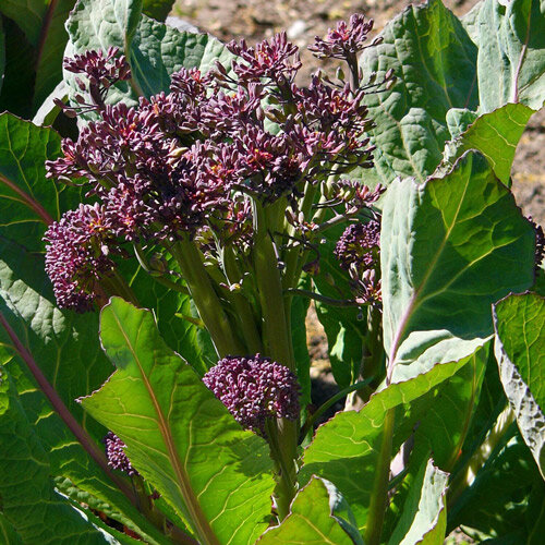 Purple sprouting broccoli with violet flower buds among large green leaves