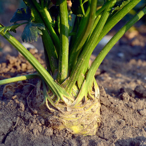 Celeriac in the bed with a thick bulb and sturdy stalks