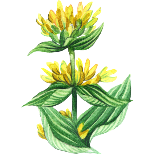 Gentian Varieties