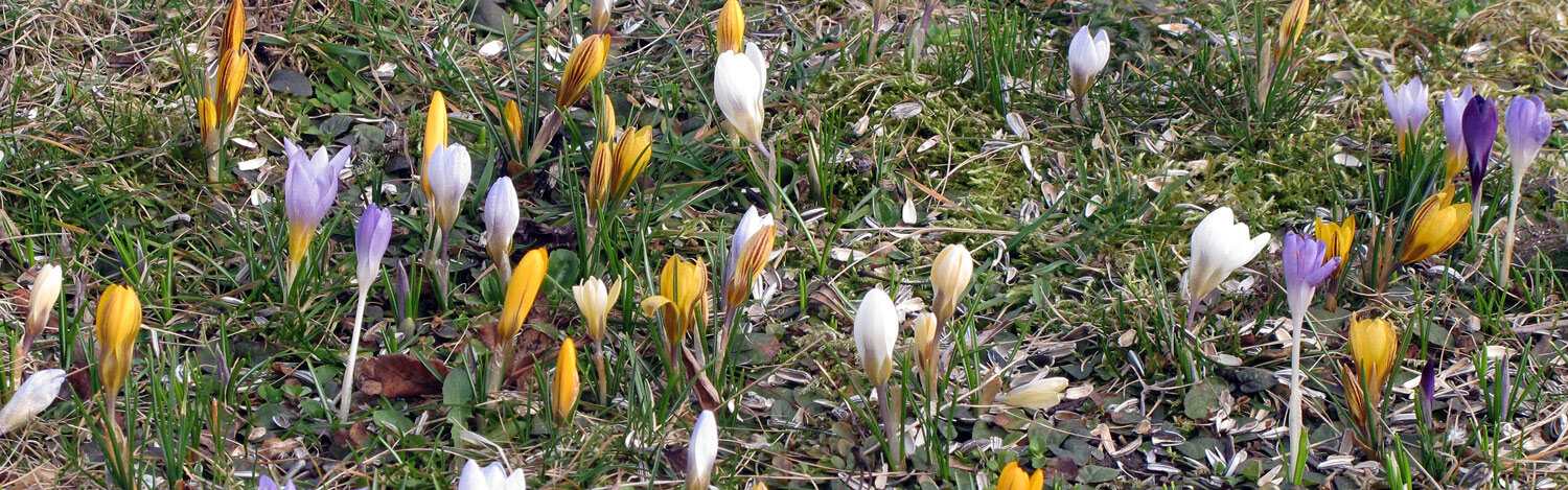 Meadow of crocuses