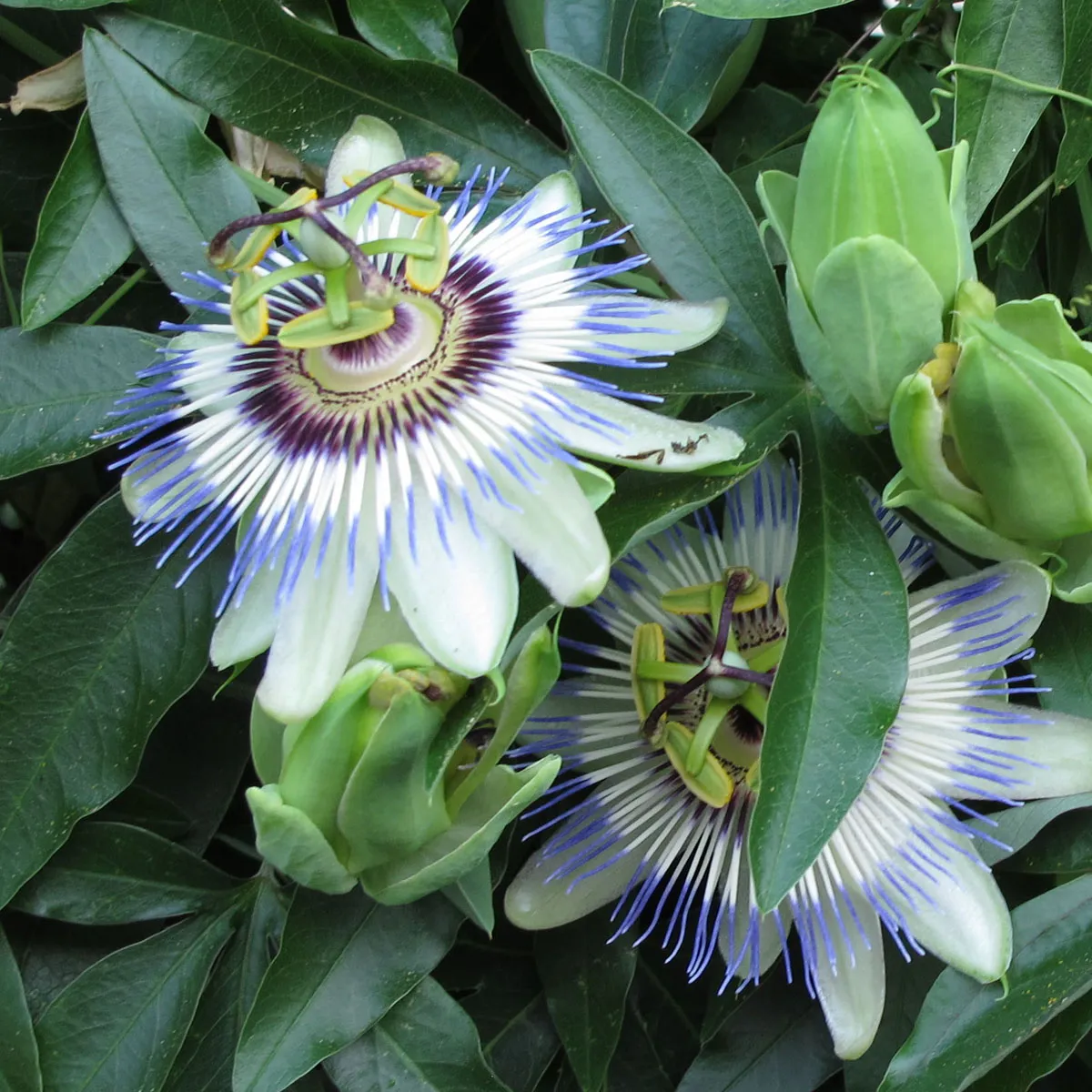 Blaue Passionsblume (Passiflora caerulea) Samen