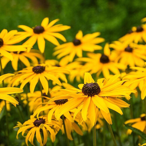 Coneflowers (Rudbeckia) with yellow petals and dark centres