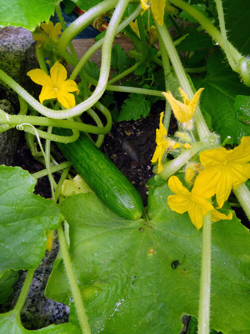 Young cucumber on the plant with yellow flowers and tendrils