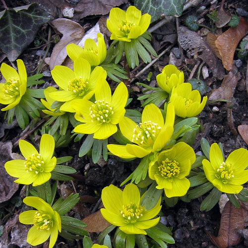 Winter aconites with yellow cup-shaped flowers among fallen leaves