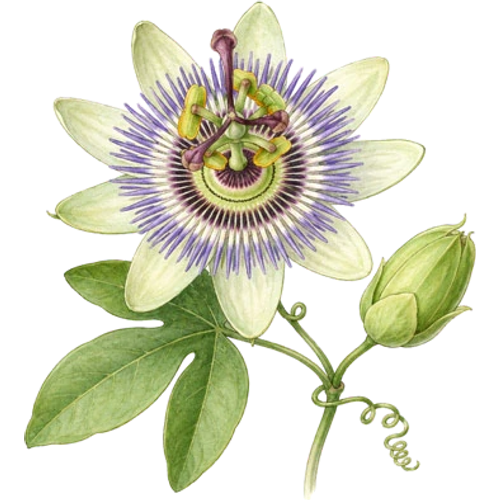 Passion Flowers