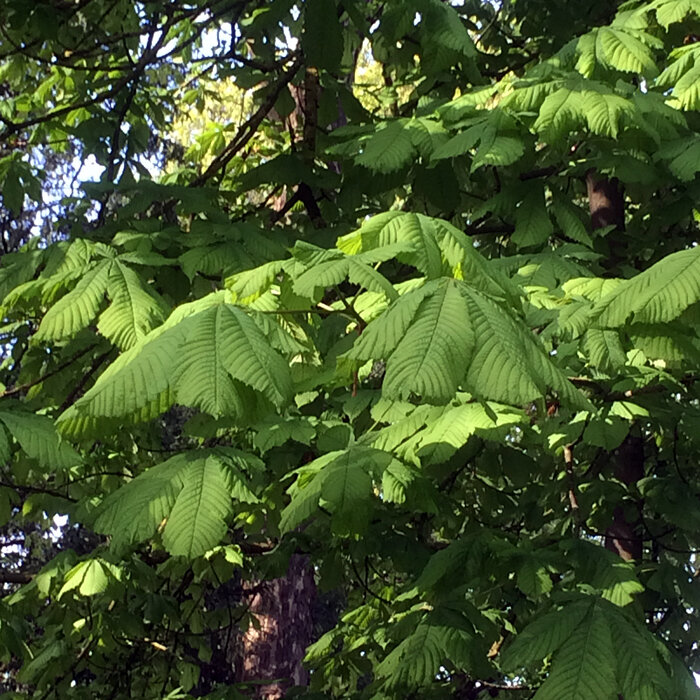 Chestnut foliage: green, palmate leaves on the tree