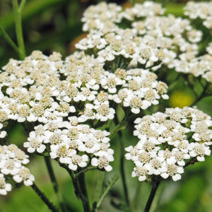 Common Yarrow (Achillea millefolium) organic seeds