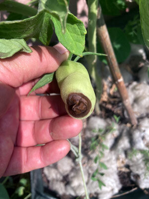 Blossom end rot on tomatoes