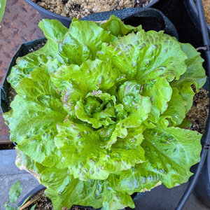 Batavia lettuce 'Maravilla de Verano' (Lactuca sativa) seeds