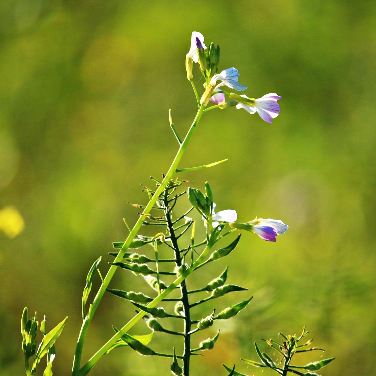 Oil radish (Raphanus sativus var. oleifera) with pale purple flowers and slender pods