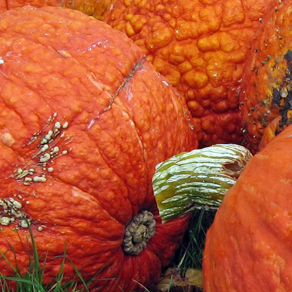 Kürbis 'Golden Hubbard' (Cucurbita maxima) Samen