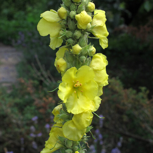 Mullein with yellow flowers on a tall flower spike