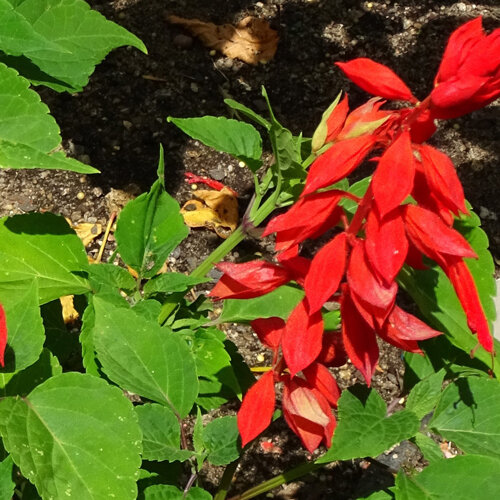 Scarlet sage (Salvia splendens) with bright red flowers