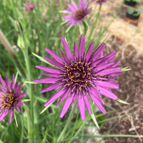 Salsify with purple flowers in the bed