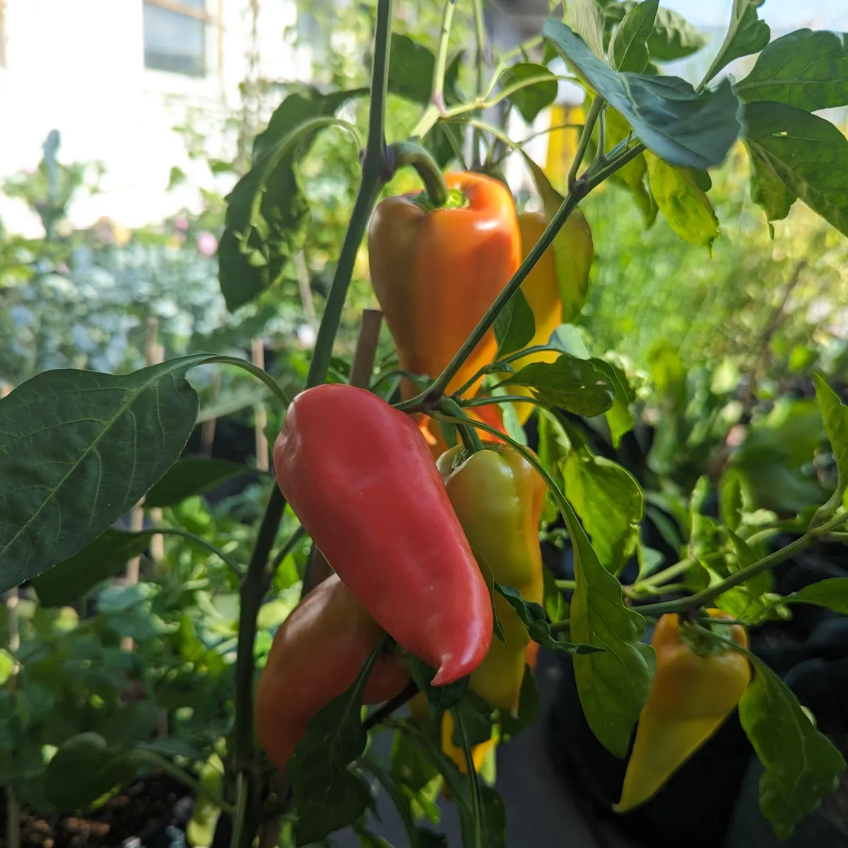 Paprika 'Roter Augsburger' (Capsicum annuum) Bio-Saatgut