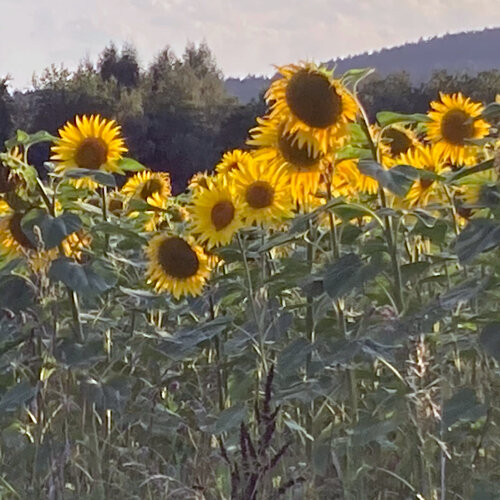 Sunflowers (Helianthus annuus) in bloom at the edge of a field in evening light