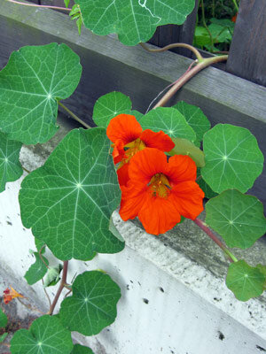 Nasturtium climbing a fence