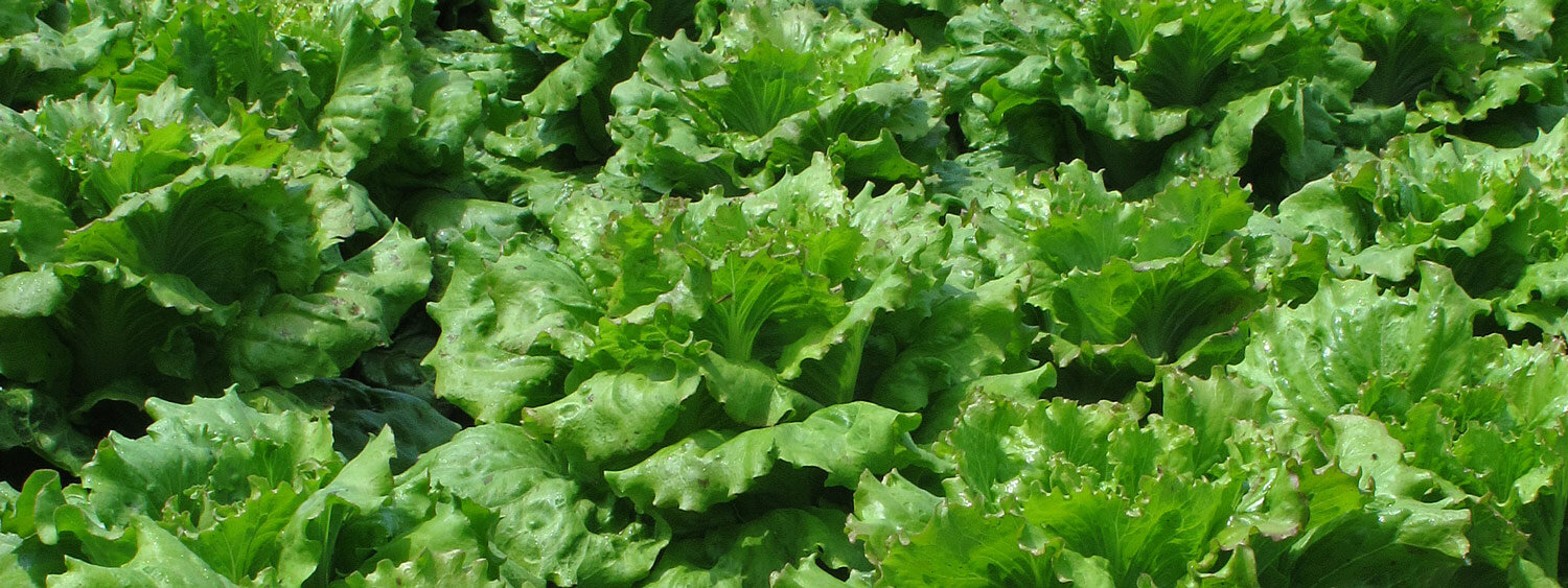 Iceberg lettuces in the bed