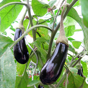 Two glossy dark purple aubergines hanging on the plant