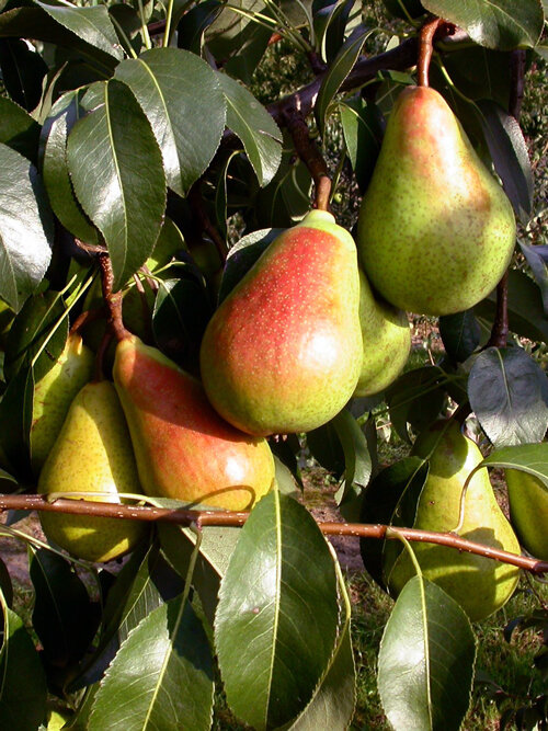 Ripe pears with a red blush on the tree