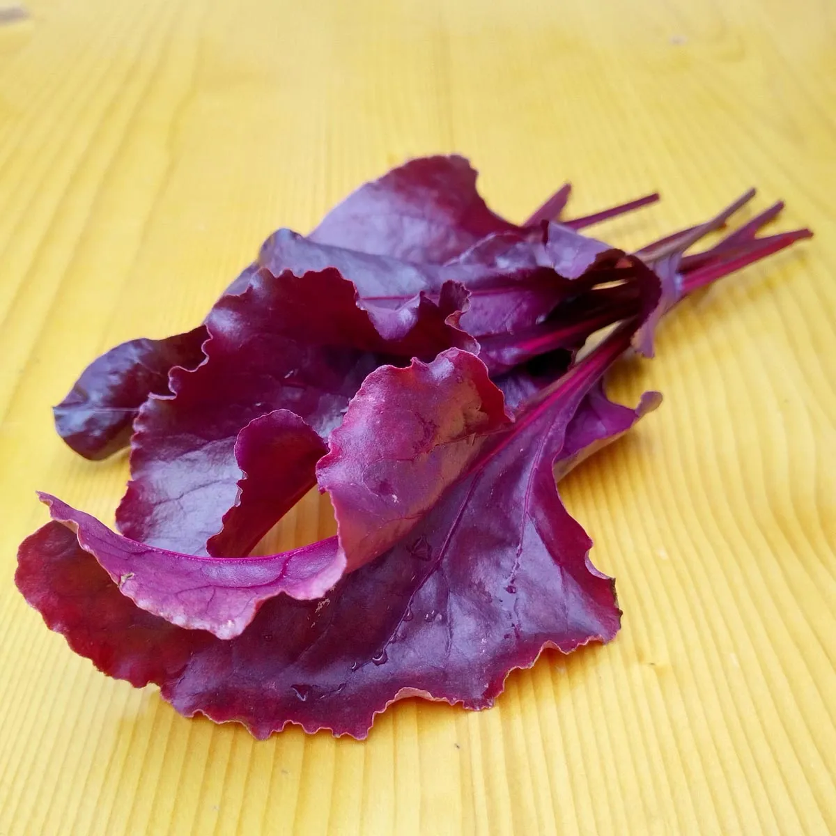 Rote Bete 'Bull's Blood' (Beta vulgaris) Samen