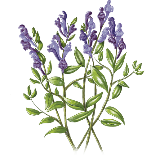Skullcap Varieties