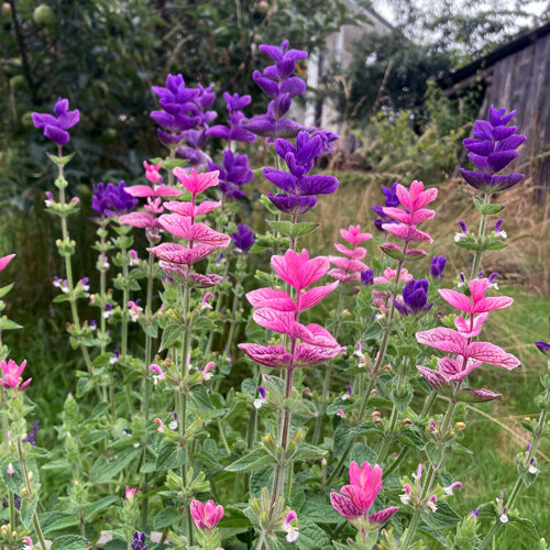 Annual clary sage (Salvia viridis) with pink and purple bracts