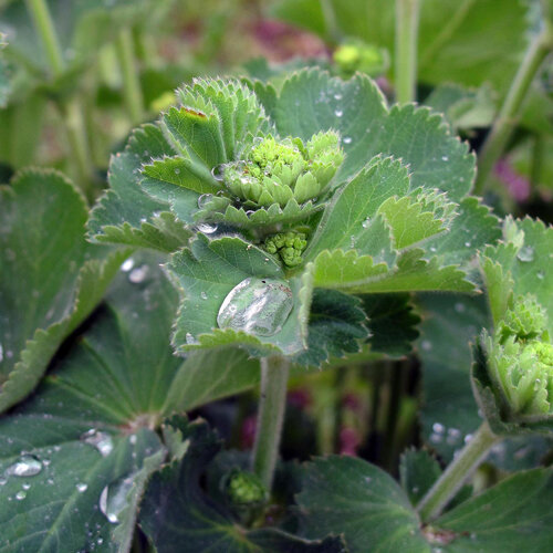 Lady's mantle with water droplets on the leaves and young flower buds