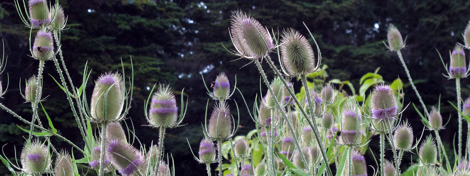 Field of flowering wild teasels