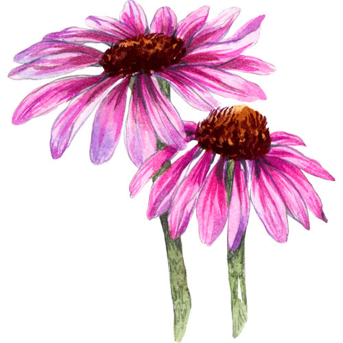 Echinacea Varieties