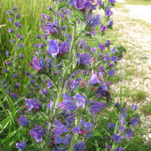 Viper's Bugloss / Blue Bedder (Echium vulgare) seeds