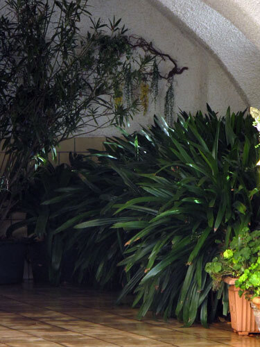 Container plants overwintering in a bright, frost-free room with a vaulted ceiling