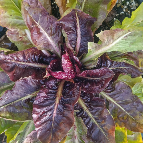 Radicchio 'Palla Rossa', a young plant with dark red and green leaves