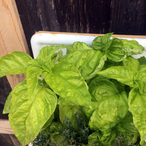 Neapolitan basil with large, puckered leaves in a planter