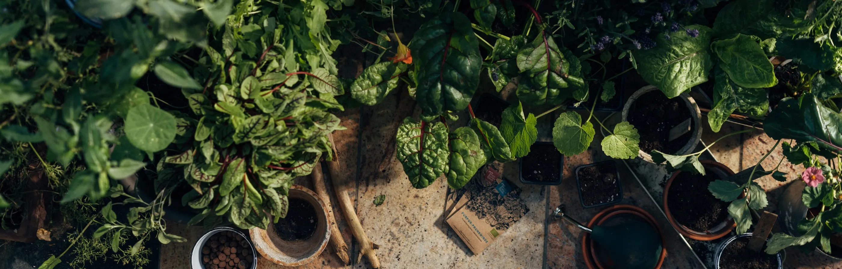 Young vegetable and herb plants in pots, photographed from above