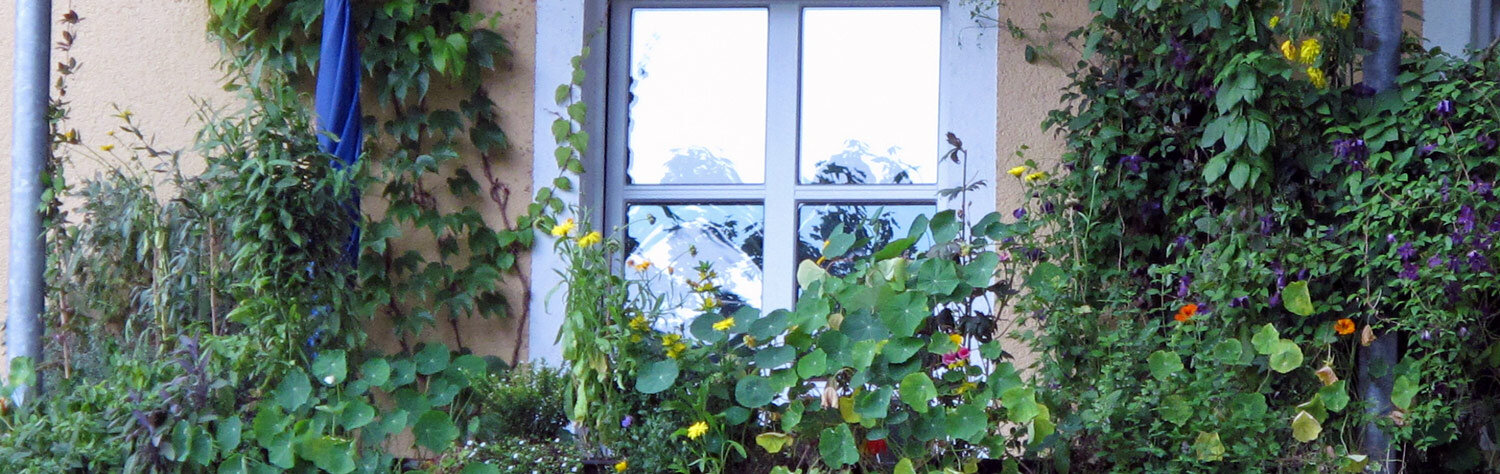 Urban wilderness on the balcony