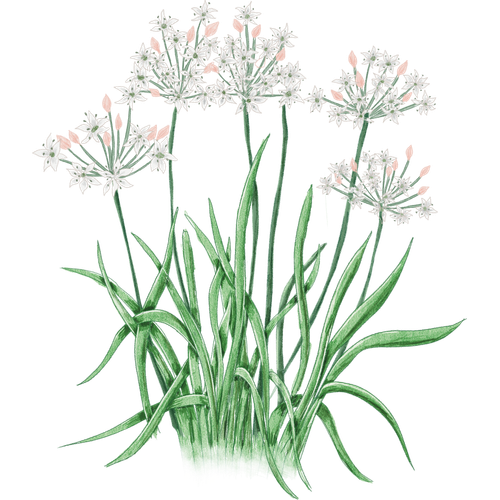 Garlic Varieties
