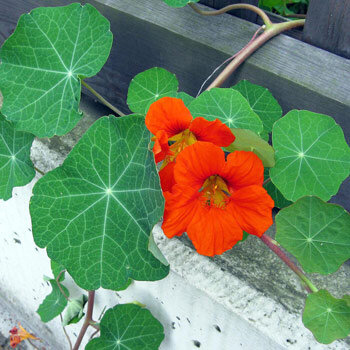 Garden Nasturtium (Tropaeolum majus) with orange flowers and round leaves