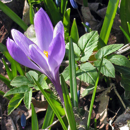 Early crocus (Crocus tommasinianus) with a violet flower in spring