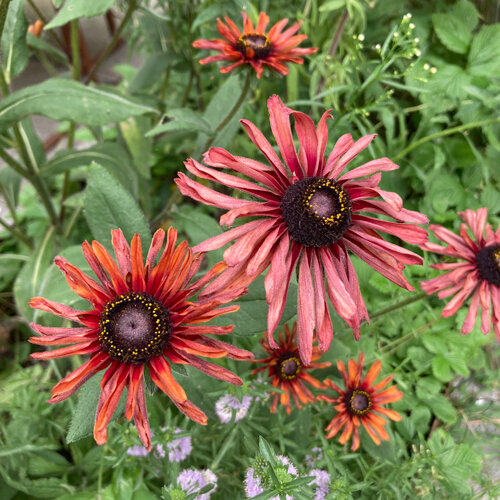 Black-eyed Susan (Rudbeckia hirta) with dusky pink to copper-red flowers