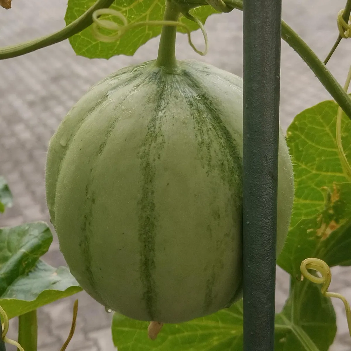Cantaloupe Zuckermelone 'Charentais' (Cucumis melo) Samen