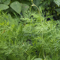 Feathery dill in the garden bed