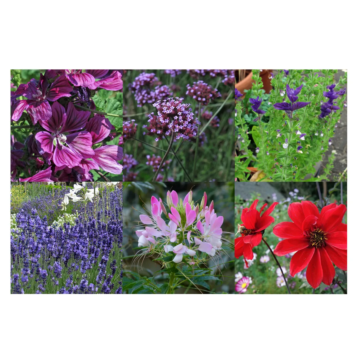 Unsere Pflanzenlieblinge: Stauden & Sommerblumen für Blumenfans (Bio) - Samenset
