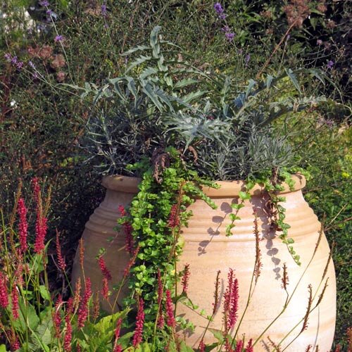 Large terracotta amphora planted with silvery herbs and trailing plants in a flowering border