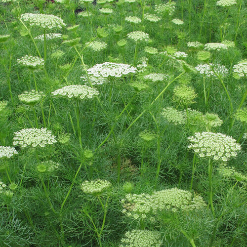 Bishop's weed (Ammi) with dense greenish white umbels and fine foliage