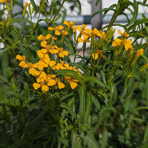 Yauhtli (Tagetes lucida) with small yellow flowers and narrow leaves