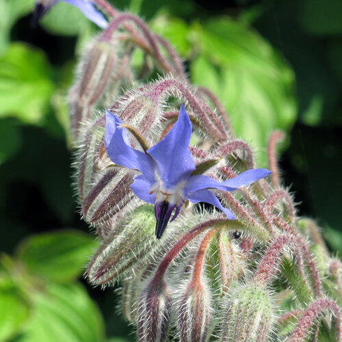 Blue flower of borage (Borago officinalis) among hairy buds