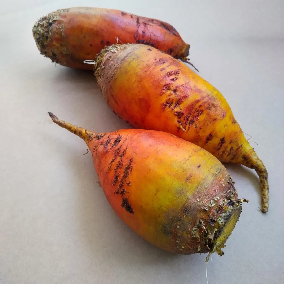 Runkelrübe / Futterrübe 'Brigadier' (Beta vulgaris var. rapacea) Samen